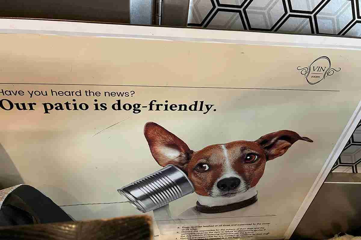Flying with a dog