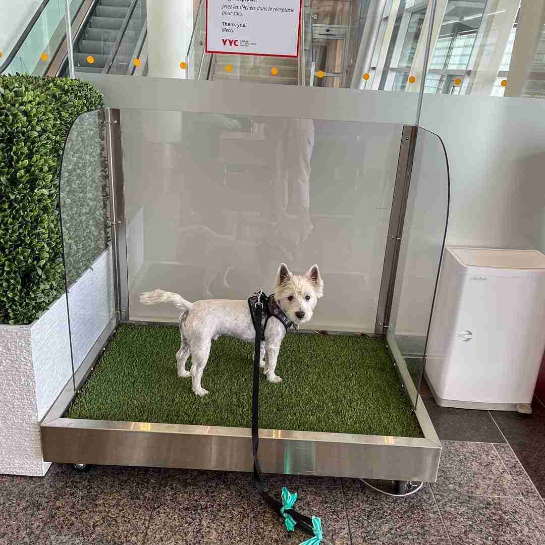 Flying with a Dog