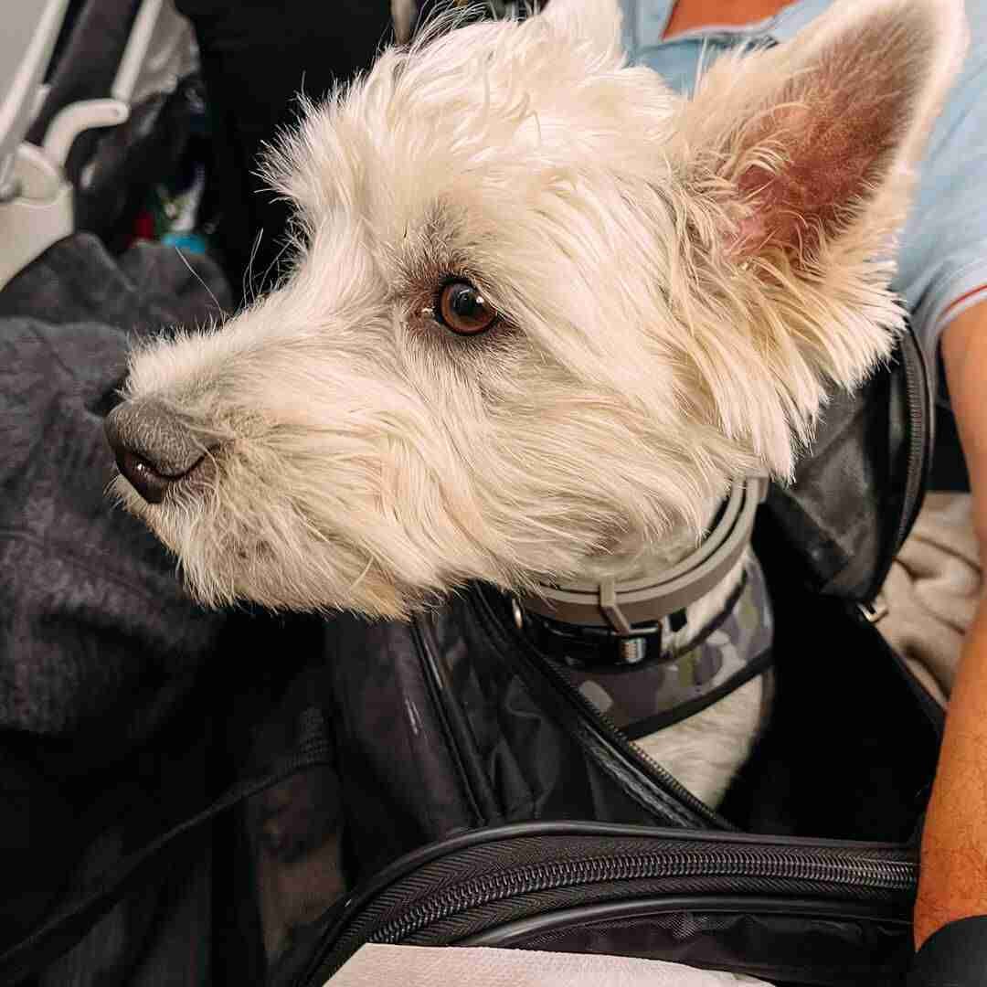 Flying with a Dog