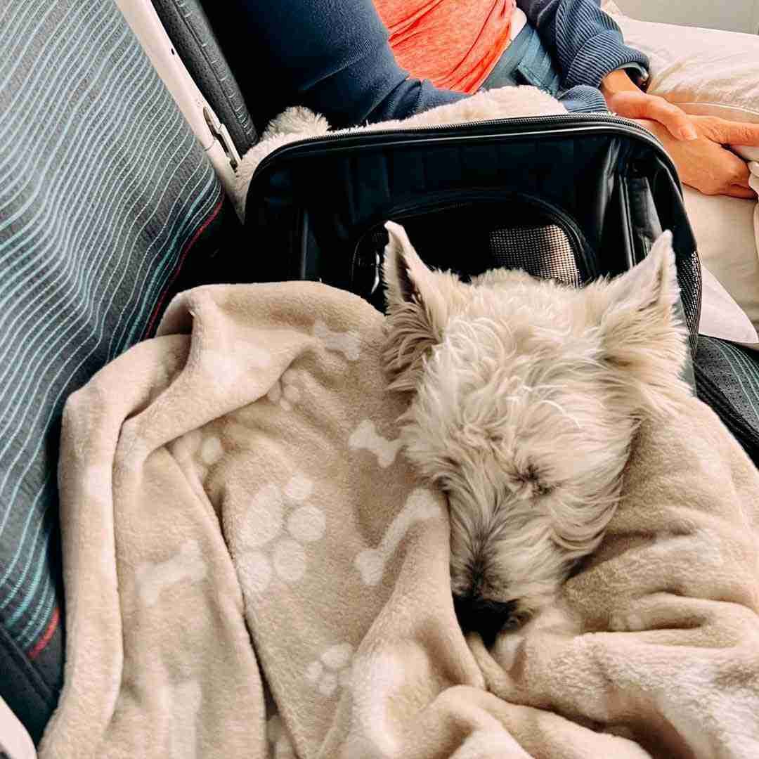 Flying with a Dog