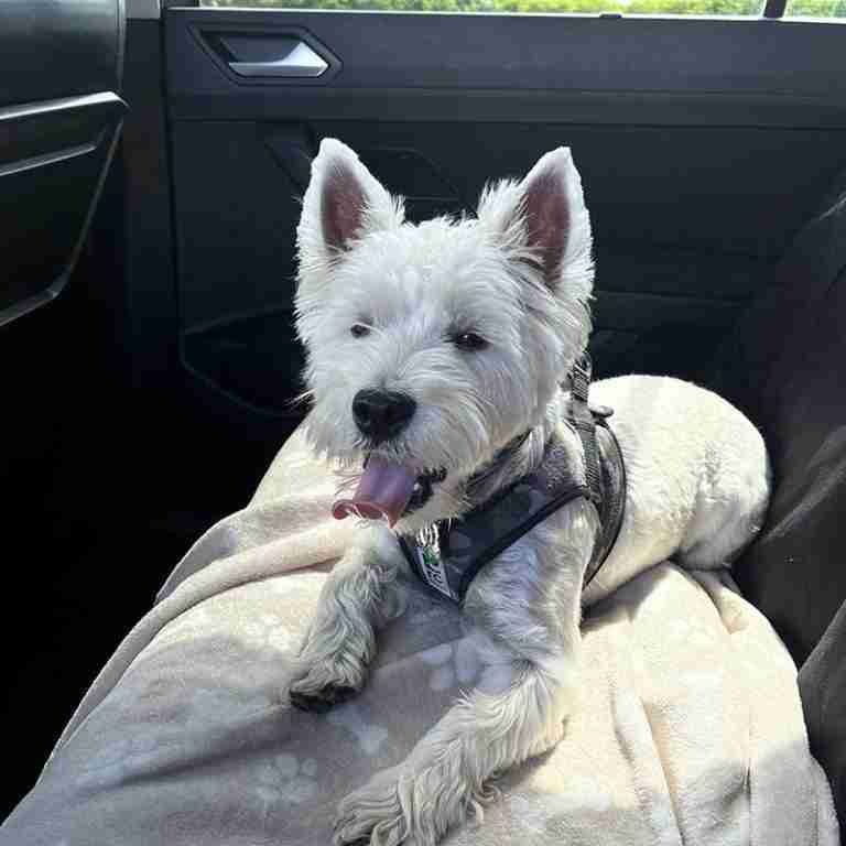 Pet Taxi