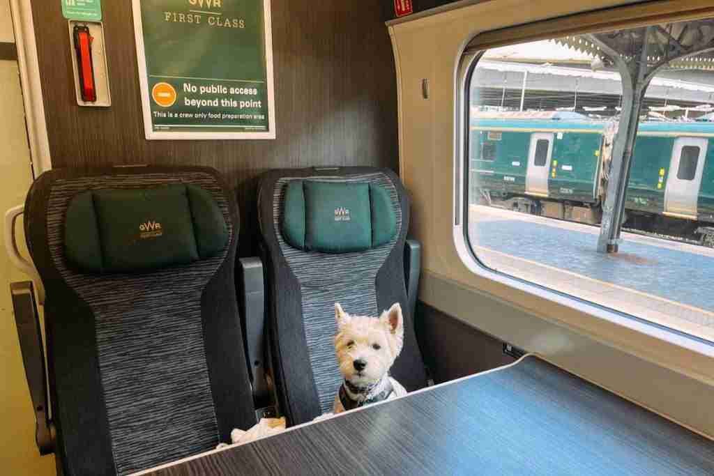 England Train with a Dog