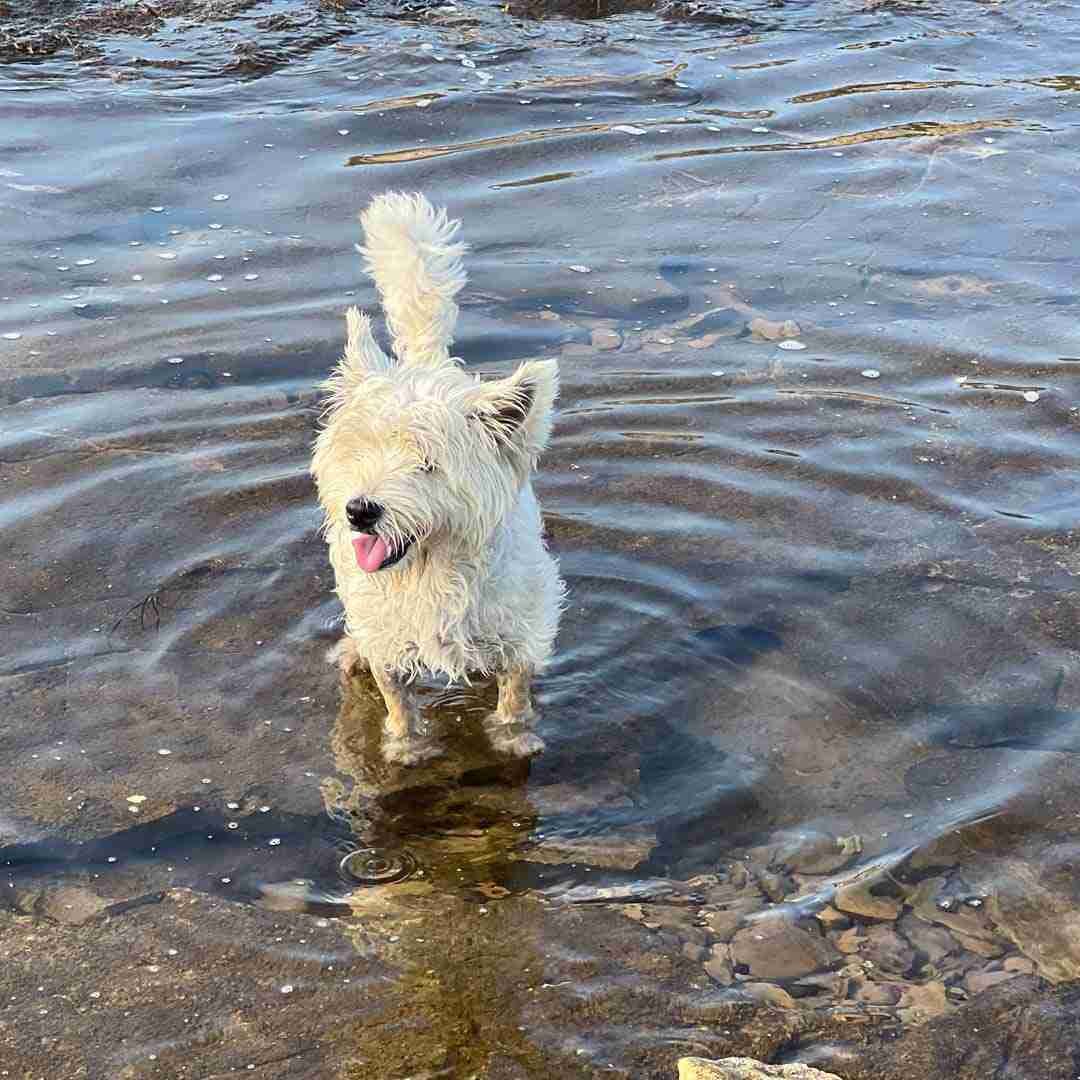 Dog friendly beach Croatia