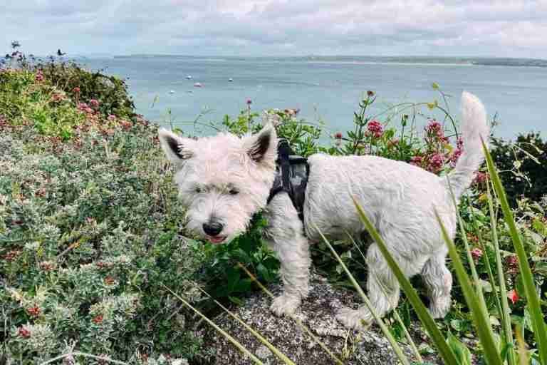 St Ives