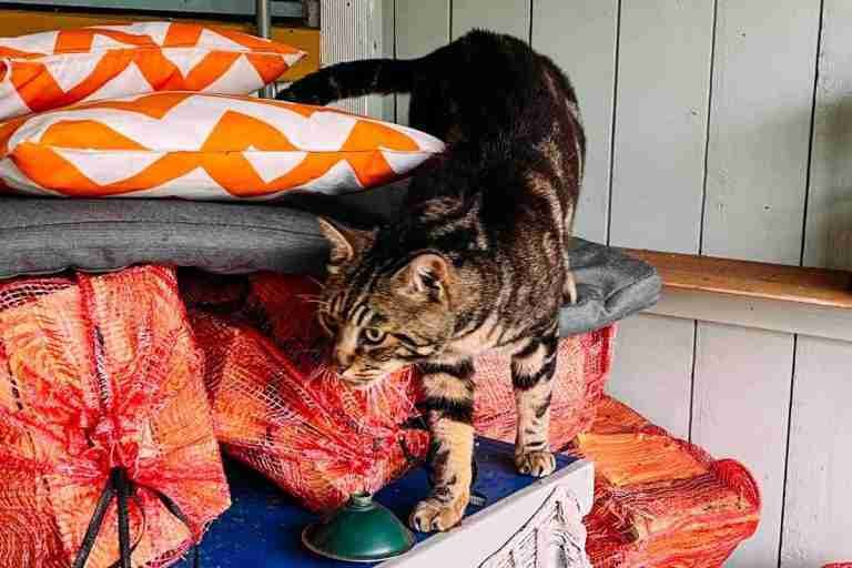 Samson Cat