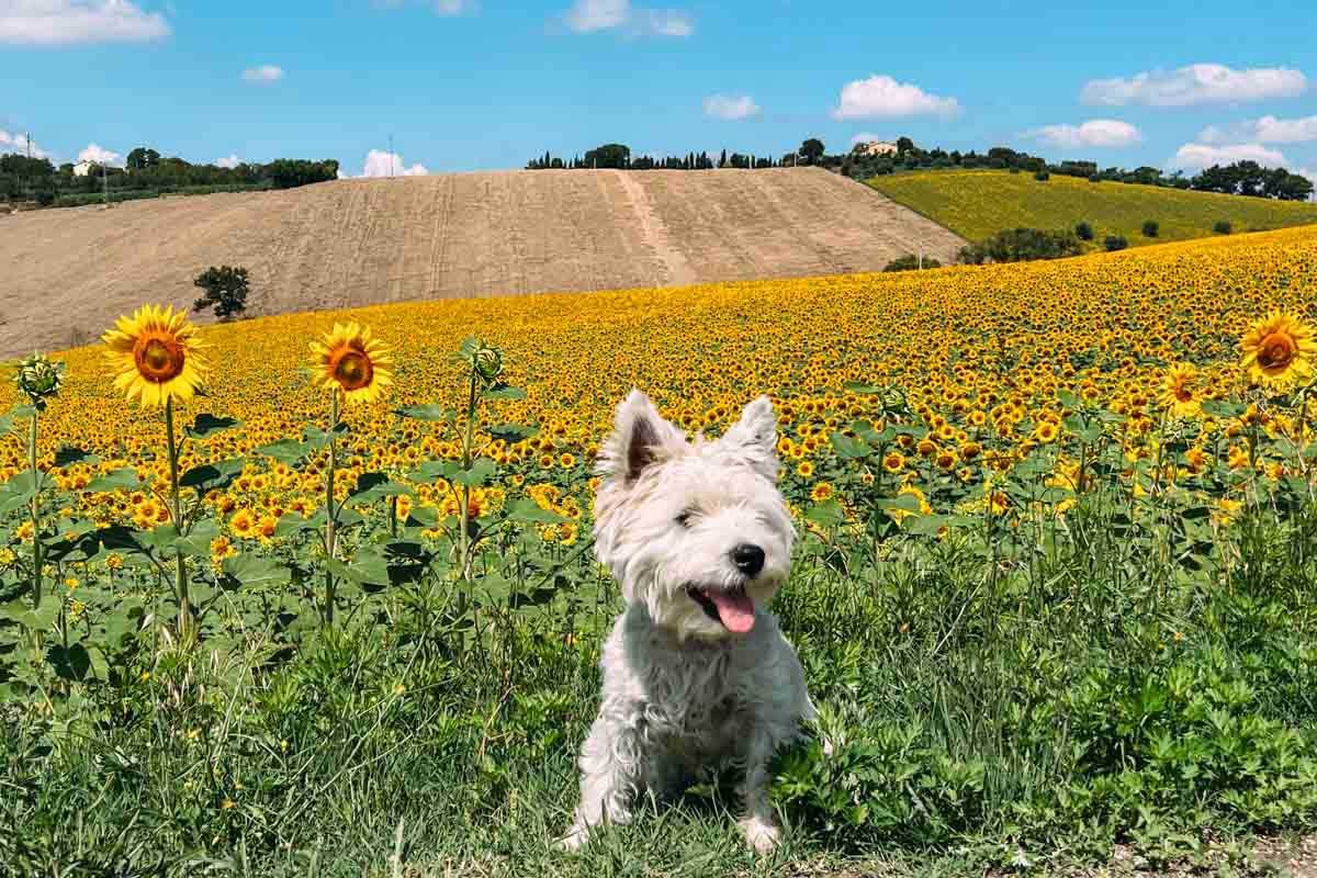 Italy Sunflowers
