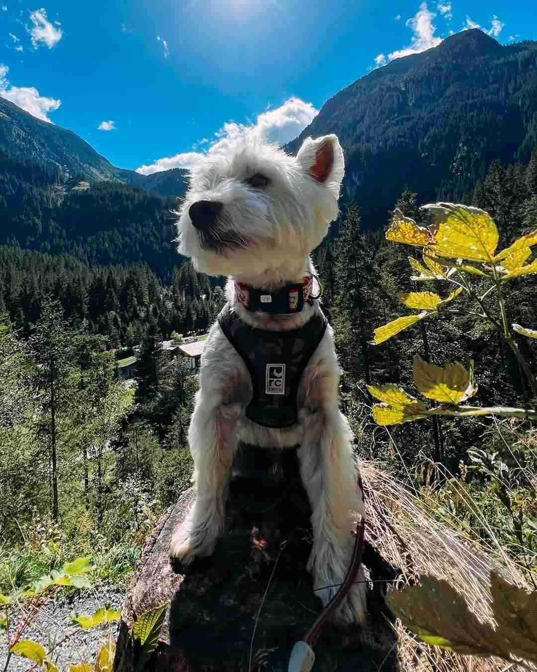 Austria hiking