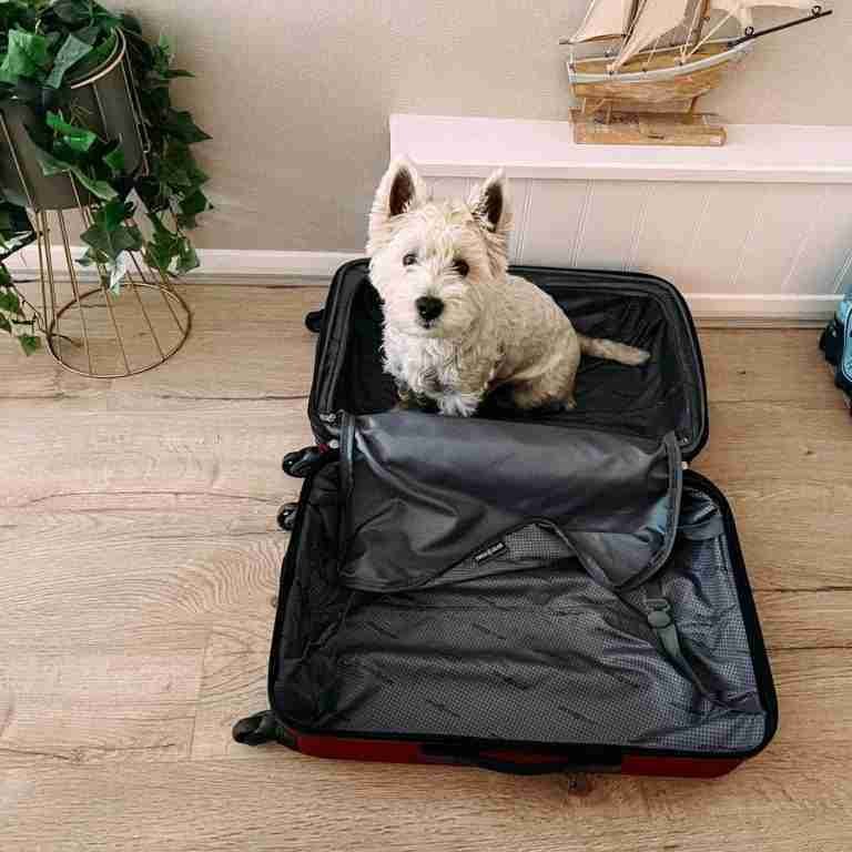 Pedro the Westie