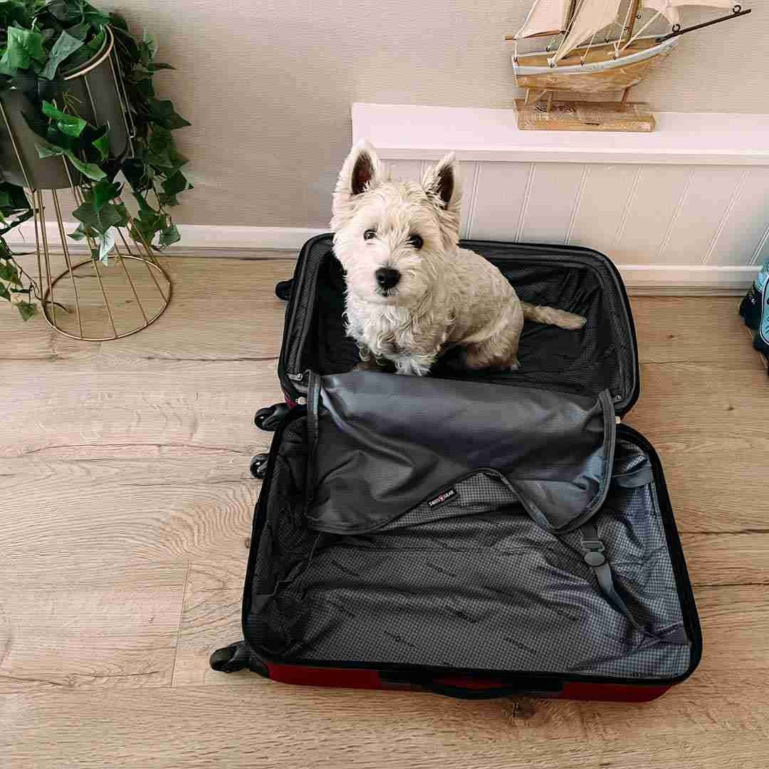Pedro the Westie