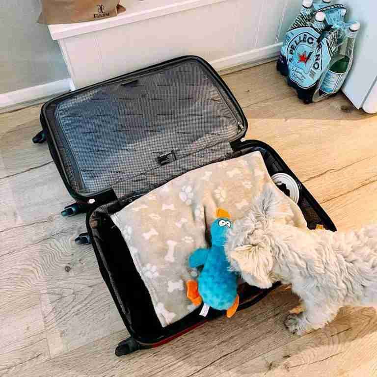 Packing for Your Dog