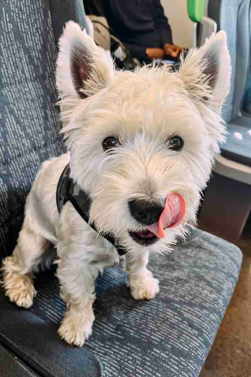 Pedro the Westie