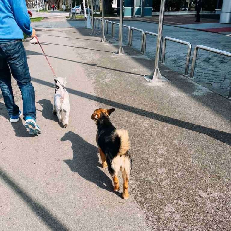 Banja Luka street dog