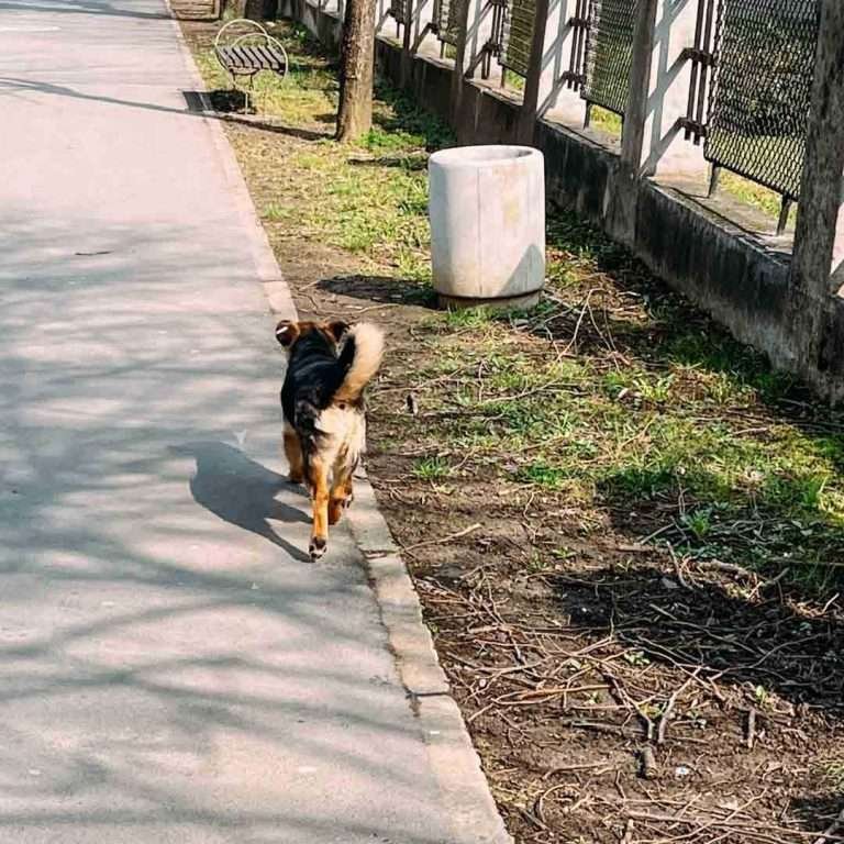 Banja Luka street dog