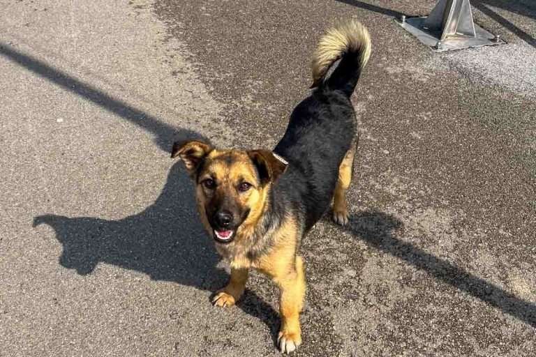 Banja Luka street dog
