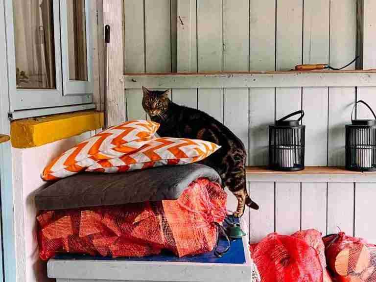Samson Cat