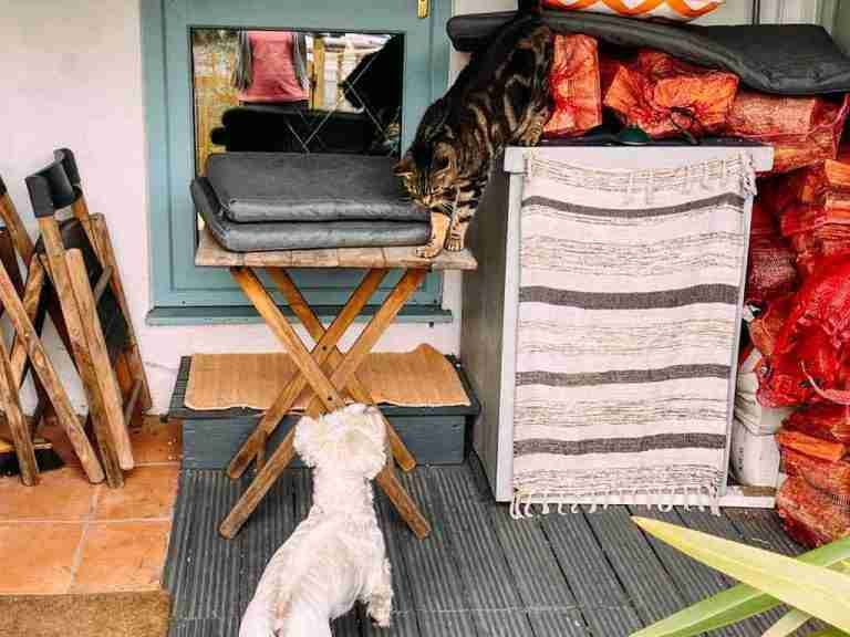 Samson Cat