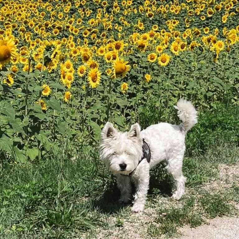 Italy Sunflowers
