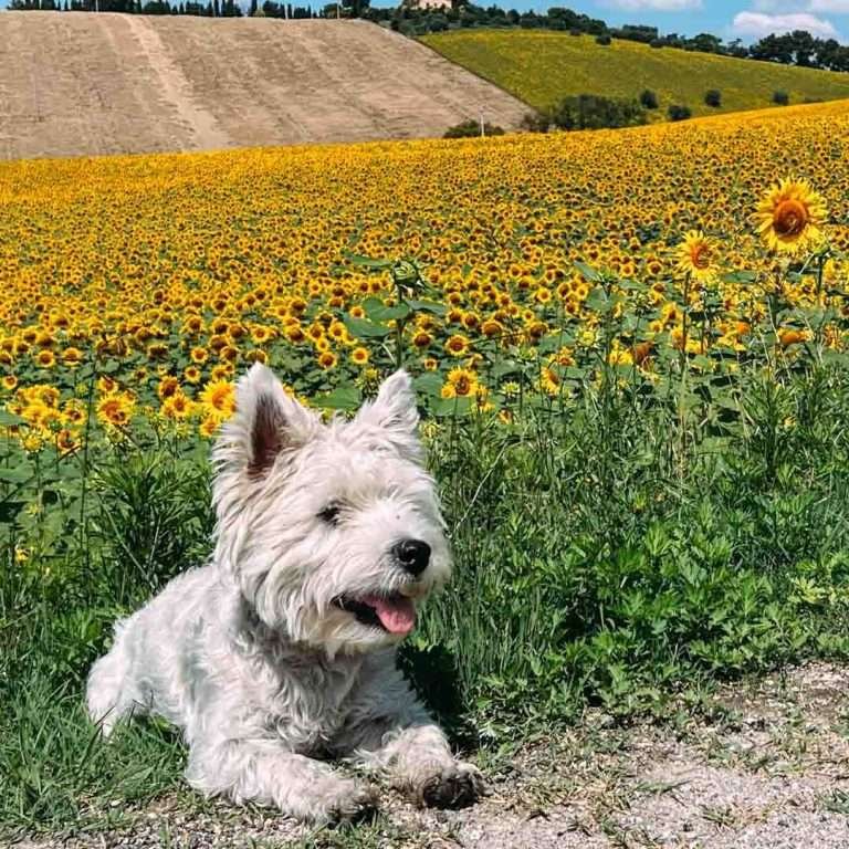 Italy summer